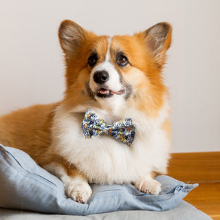 Agogo Amigo Pet Bow Tie - 125067